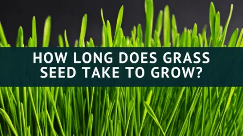 How Long does grass Seed take to grow