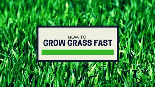 How to grow grass fast