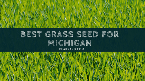 Best Grass Seed Michigan