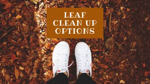 Ways to clean up leaves