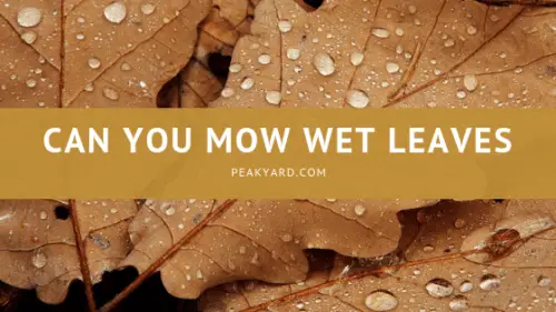 how to mow wet leaves