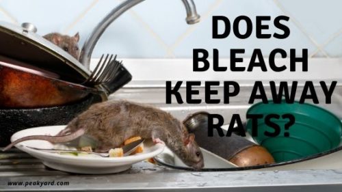 Deter Rats with Bleach
