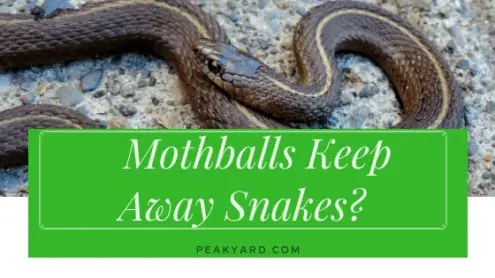 Mothballs keep away snakes?