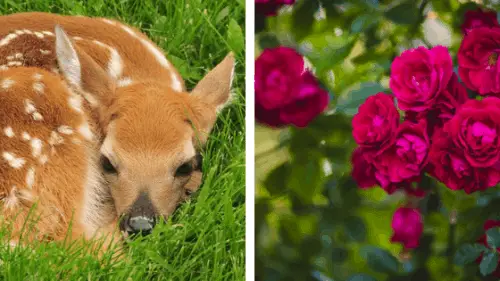 will Deer eat Roses